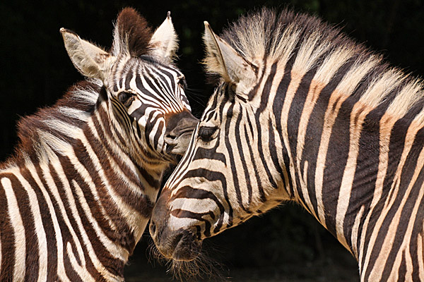 Steppenbewohner Afrikas - Zebras - Foto: © Martina Berg 